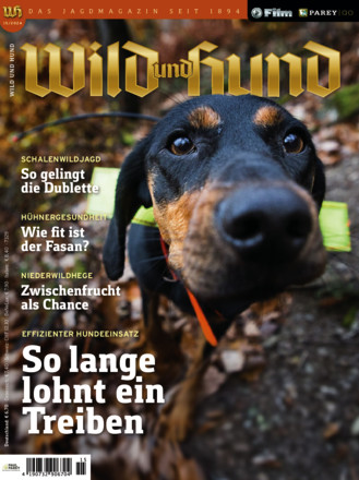 Wild und Hund